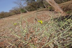 Crotalaria spectabilis